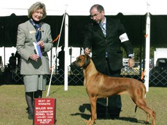 Daniel Breim - exposição - Rodhesian Ridgeback