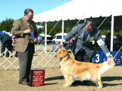 Daniel Breim - handler - golden retriever