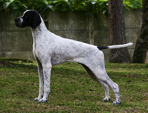 Dobes Den Kennel - Cooper